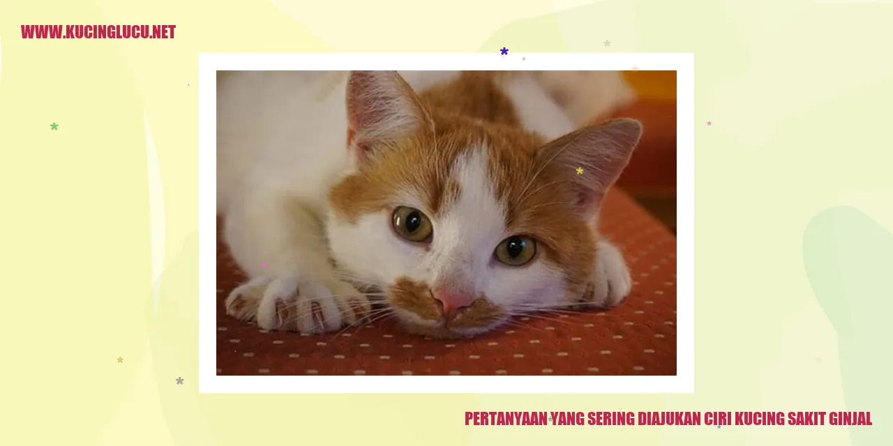 Gambar Sakit Ginjal Kucing