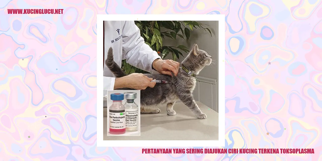 Ciri Kucing Terkena Toksoplasma