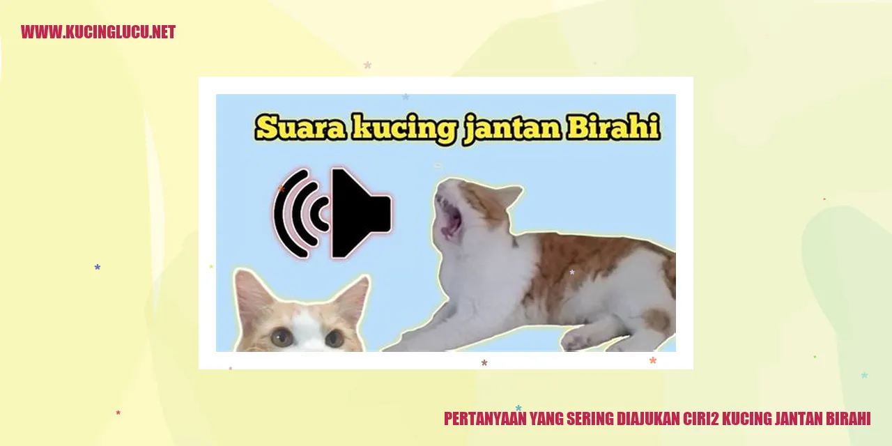 Gambar Kucing Jantan Birahi