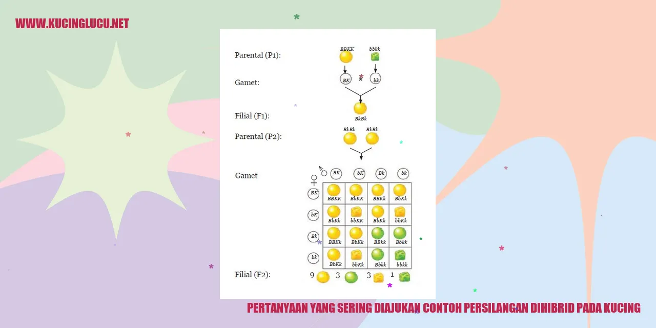 Contoh Persilangan Dihibrid pada Kucing
