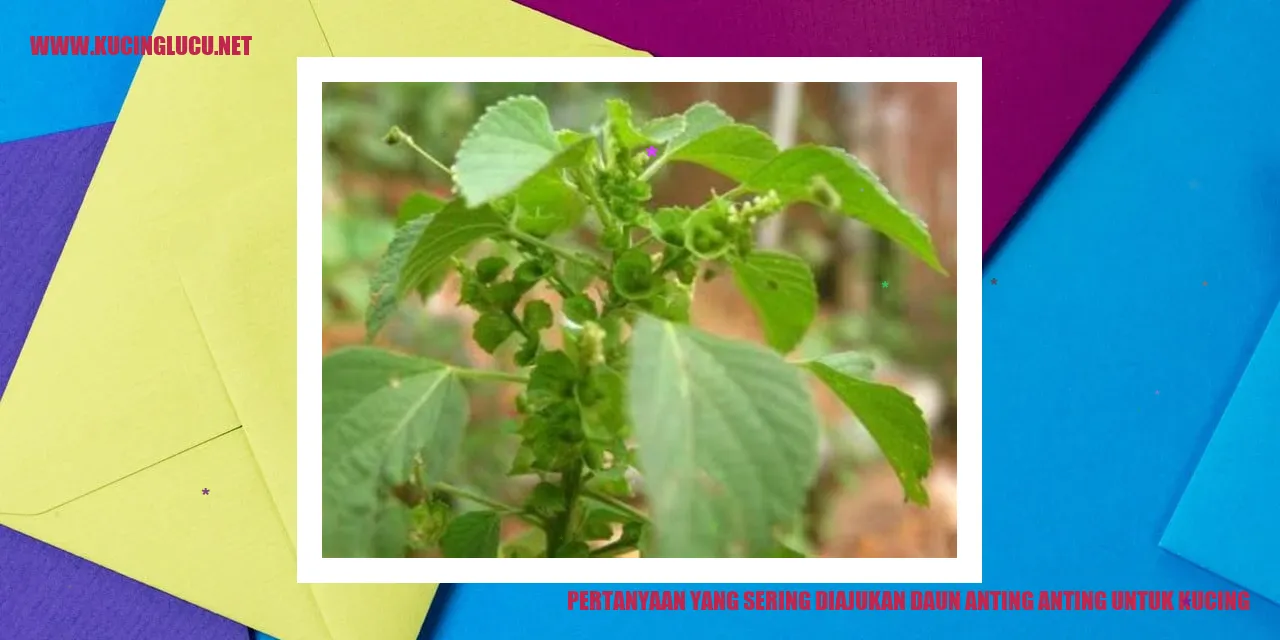 Daun Anting-Anting untuk Kucing