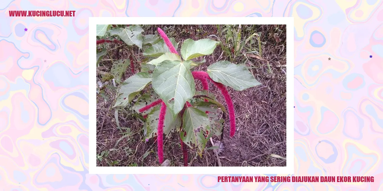Daun Ekor Kucing