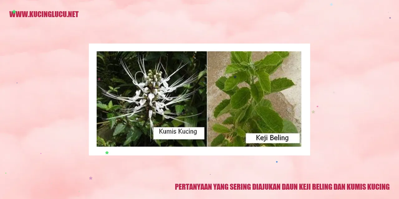 Ilustrasi pertanyaan yang sering diajukan tentang daun keji beling dan kumis kucing