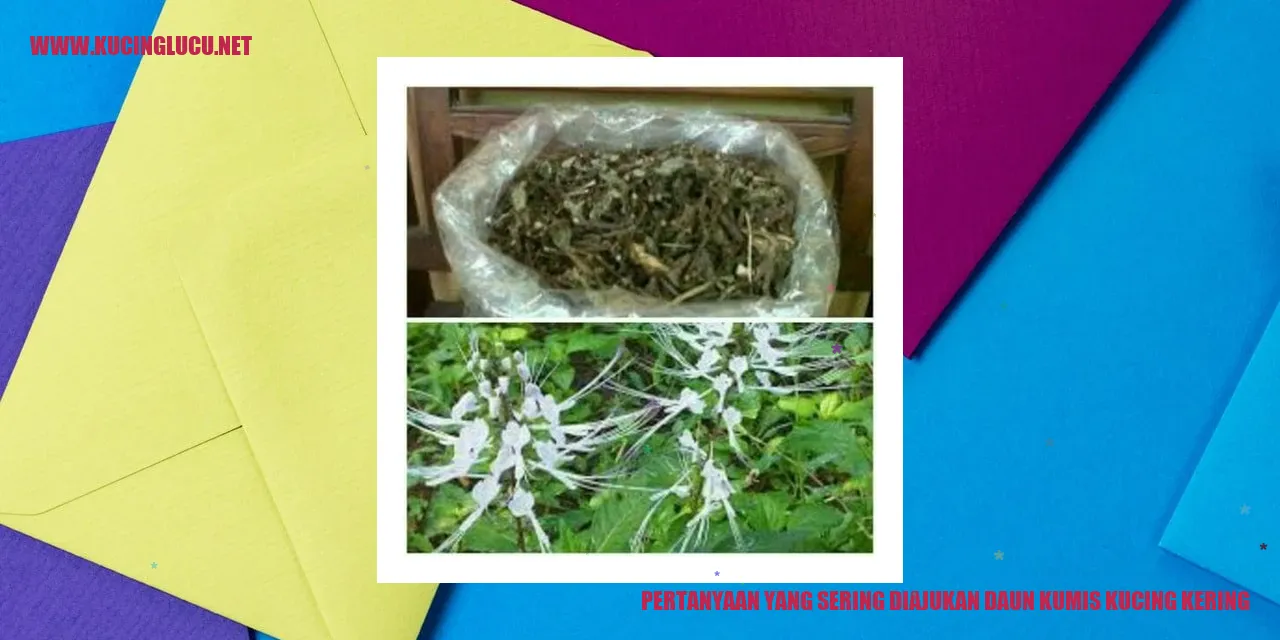 Daun Kumis Kucing