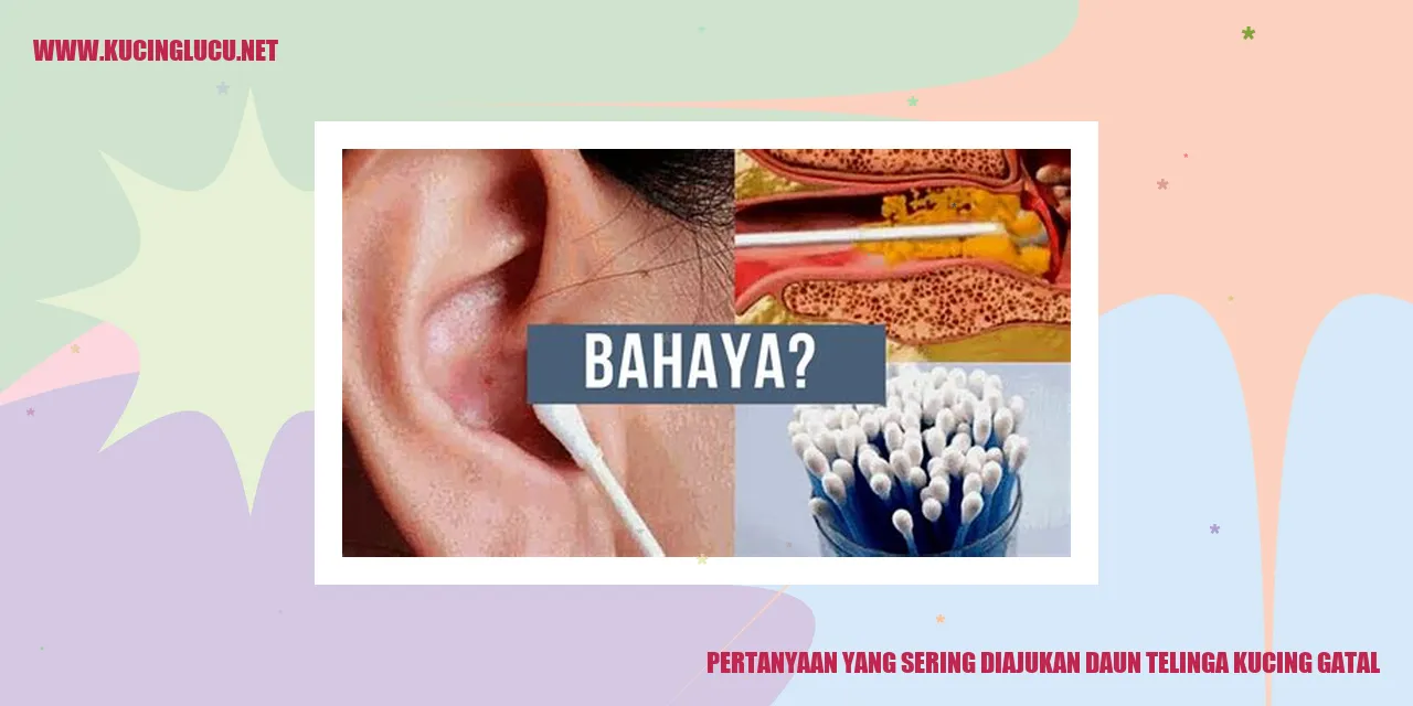 Kucing Mengalami Gatal pada Daun Telinga