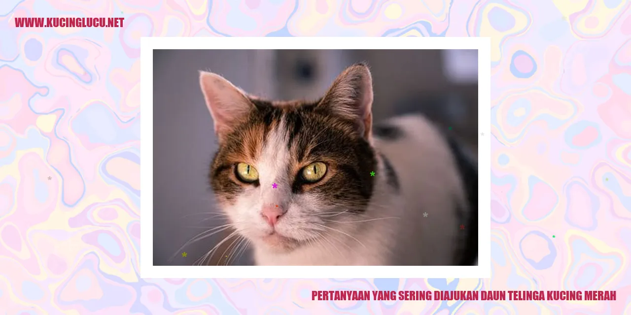 Gambar Daun Telinga Kucing Merah