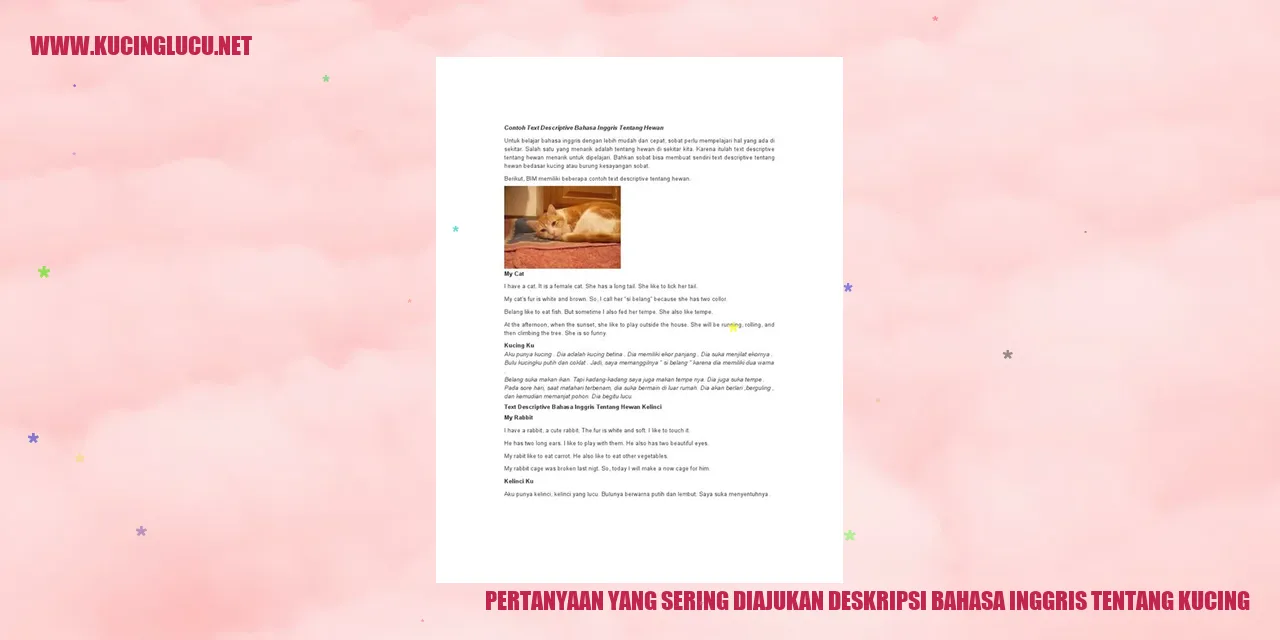 Kucing lucu