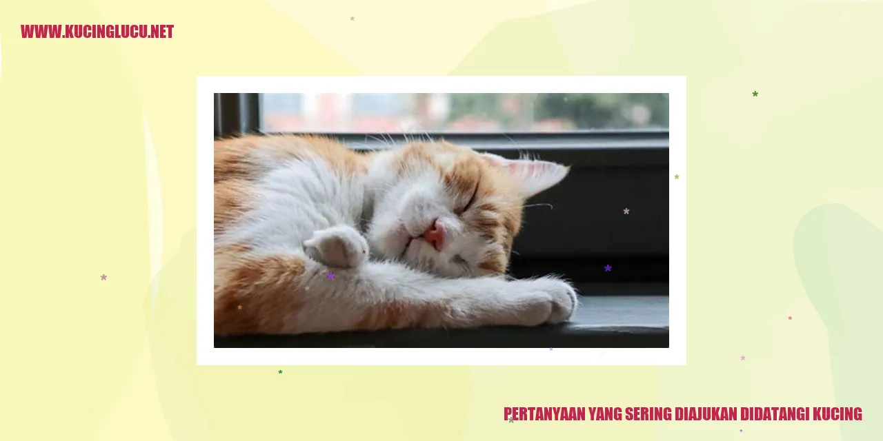Kucing yang terkejut