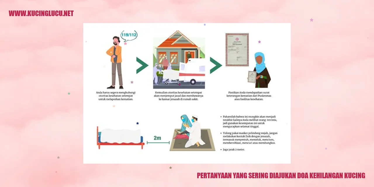 gambar kucing hilang