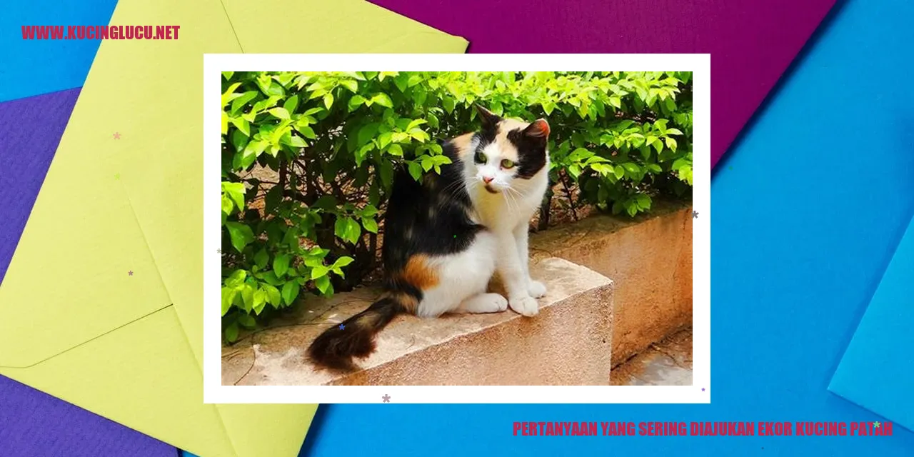gambar ekor kucing patah