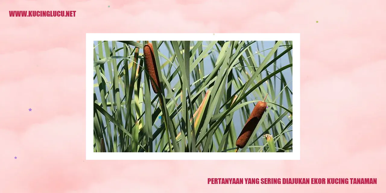 Kucing Bersama Tanaman