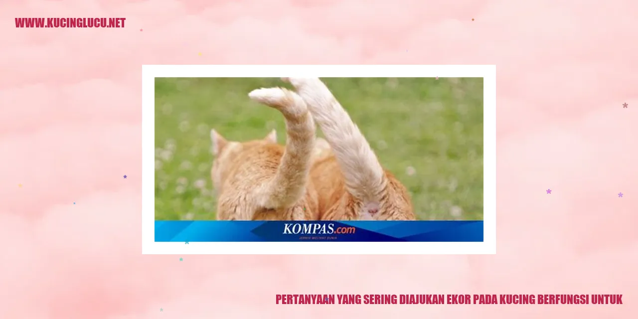 Foto Kucing dengan Ekor