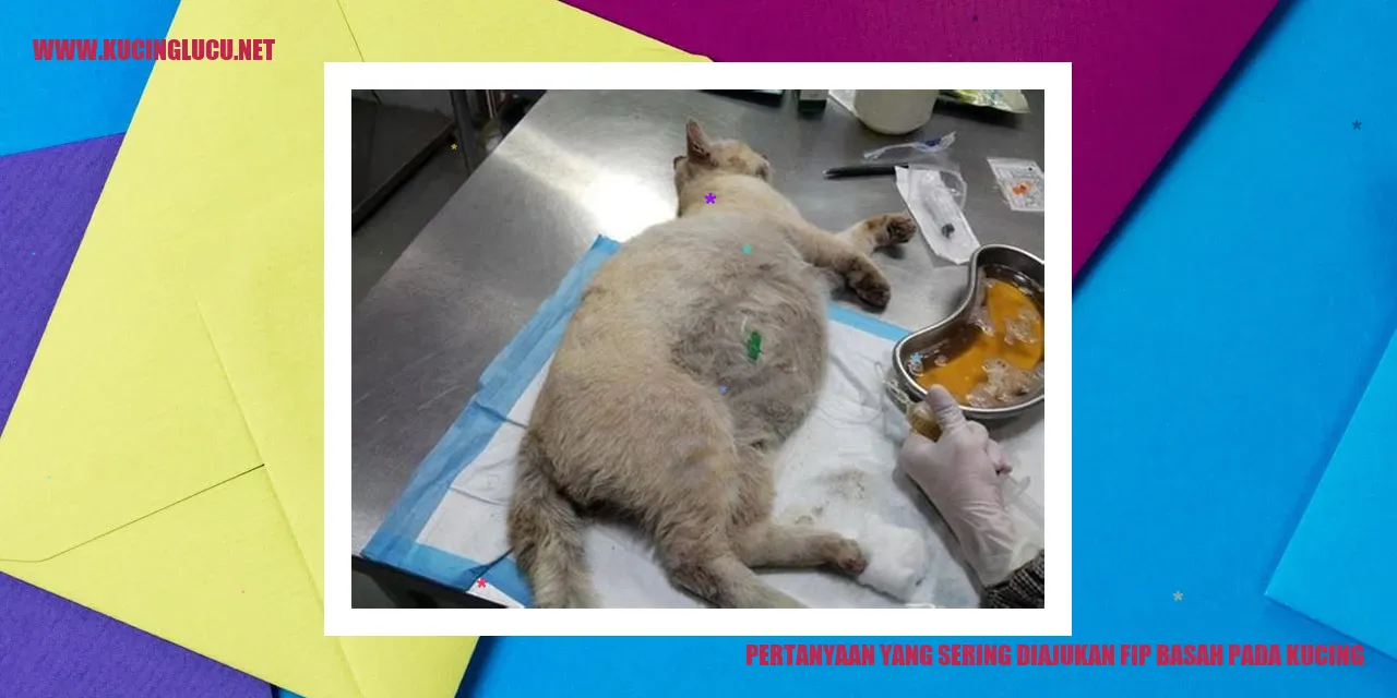 Pertanyaan yang Sering Diajukan fip basah pada kucing