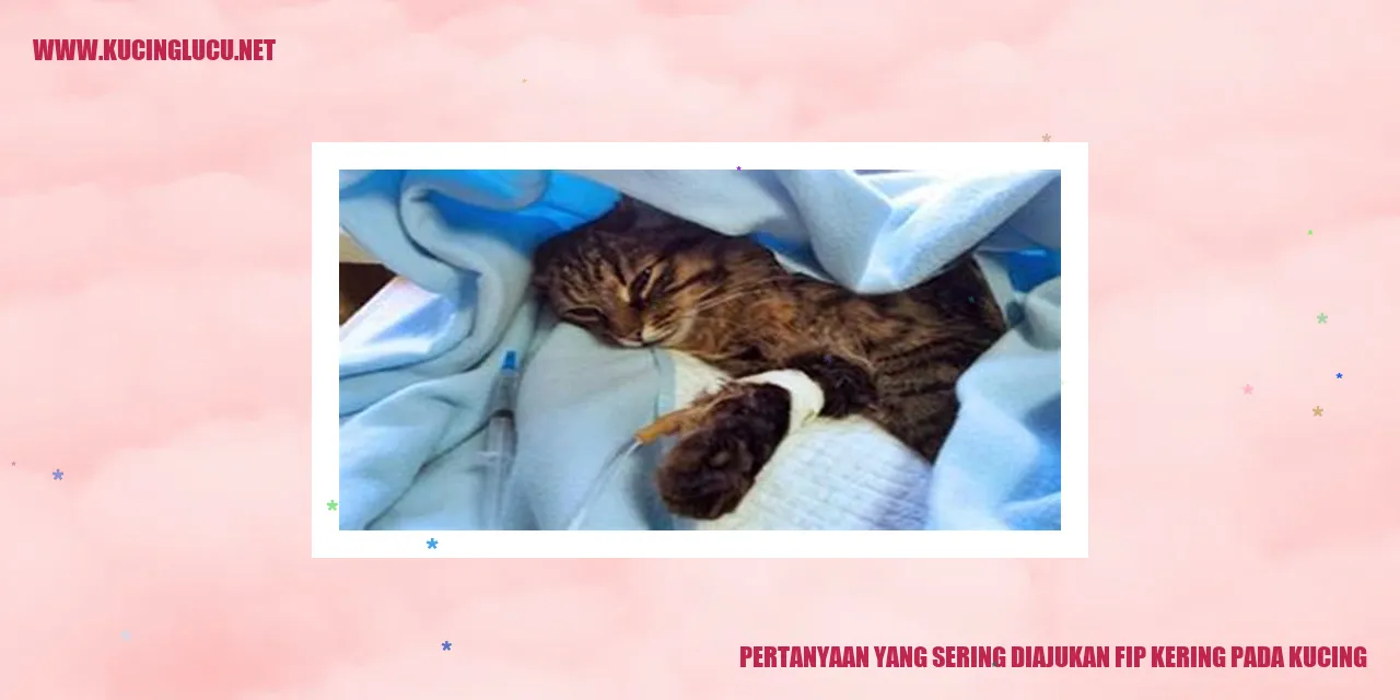 Gambar Kucing