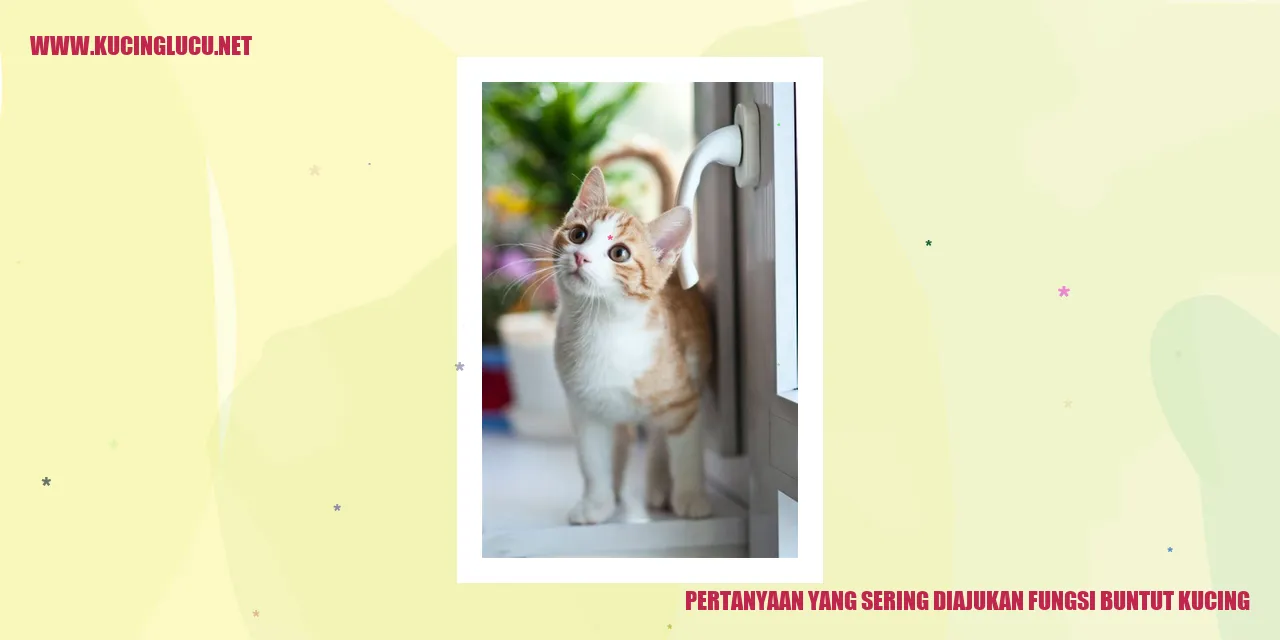 Gambar kucing dengan buntut