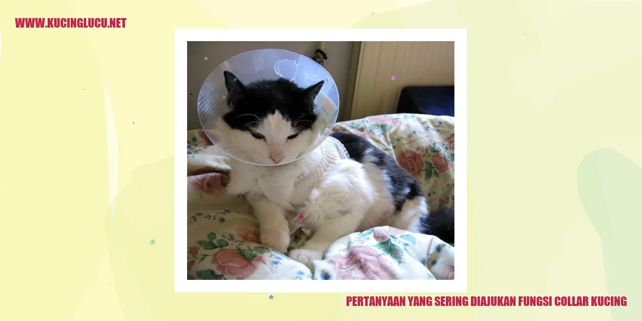 Collar Kucing