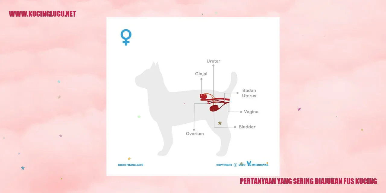 Gambar Kucing