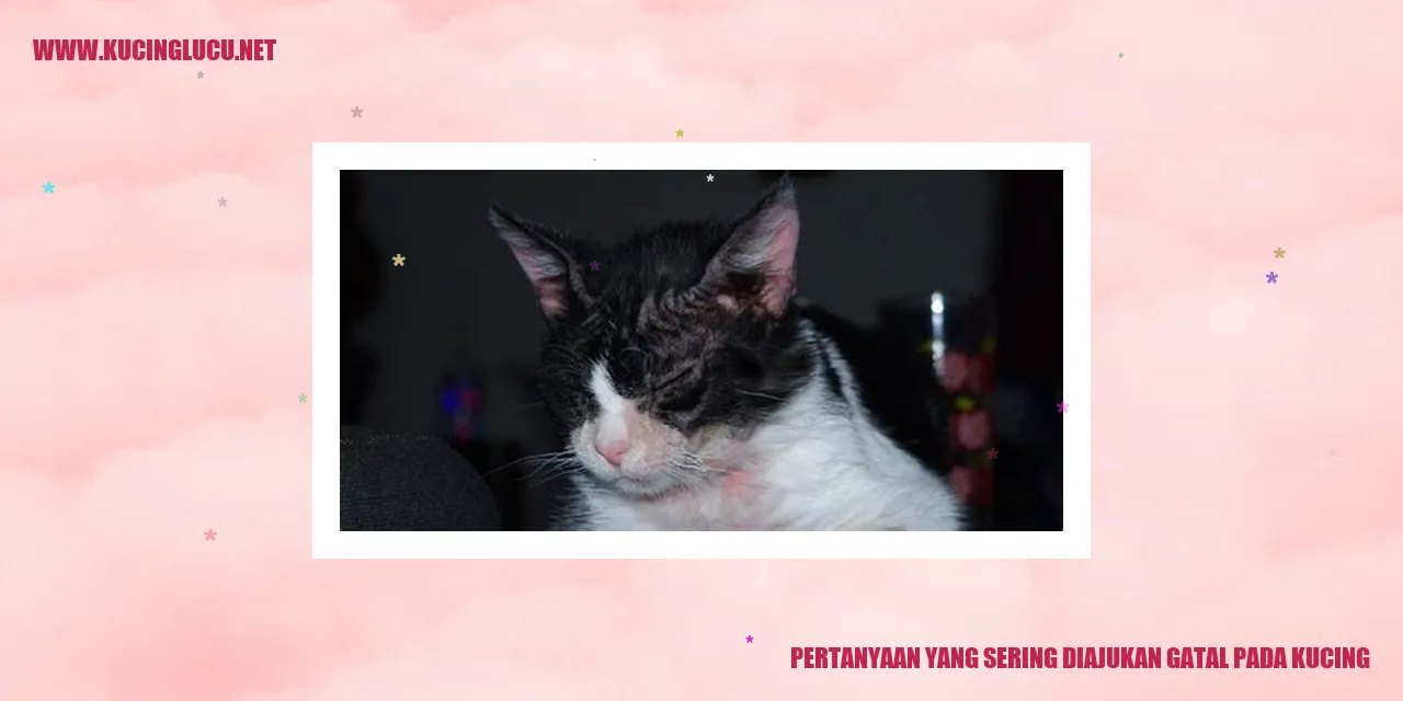 Ilustrasi Kucing Gatal
