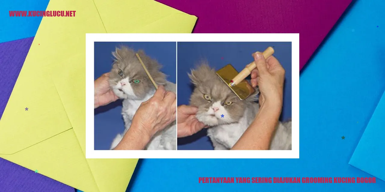 Informasi Grooming Kucing Bogor