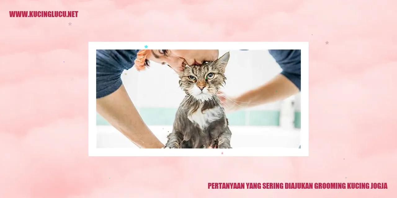 Grooming Kucing di Jogja