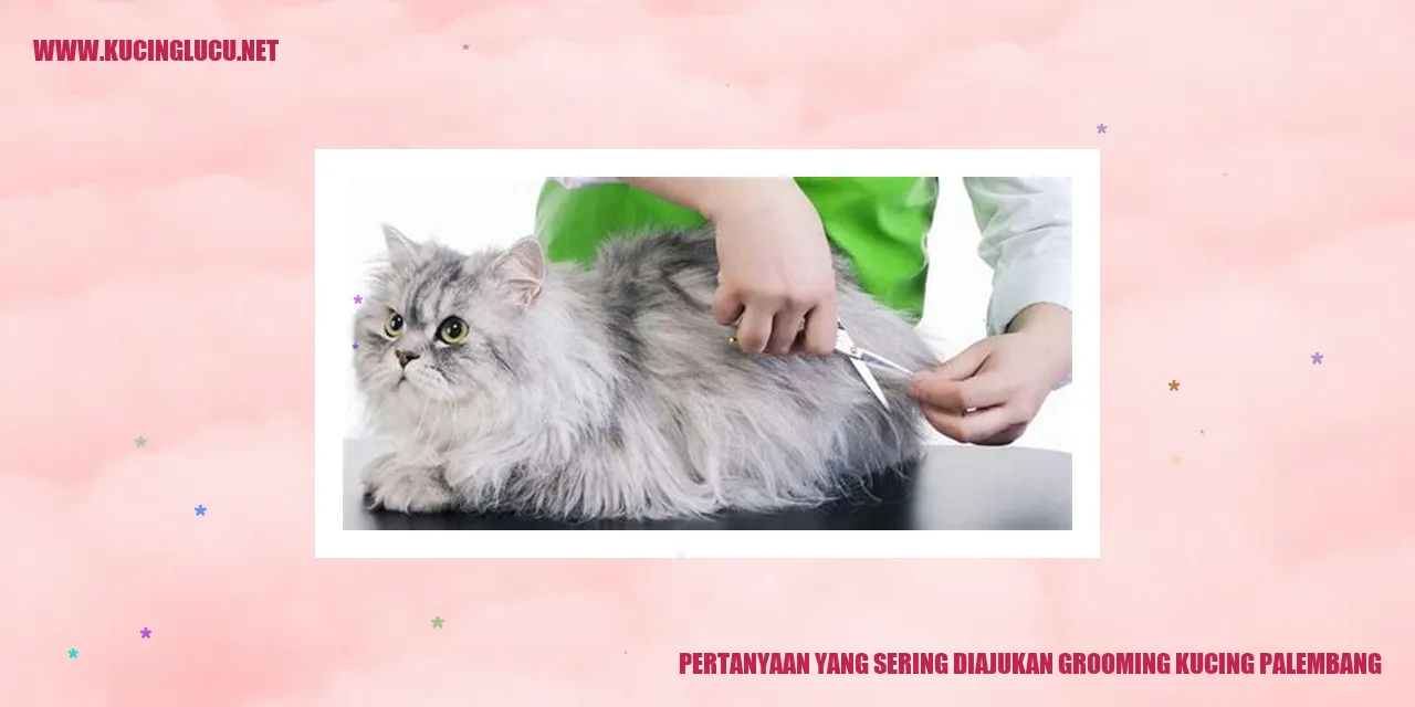 Grooming Kucing di Palembang