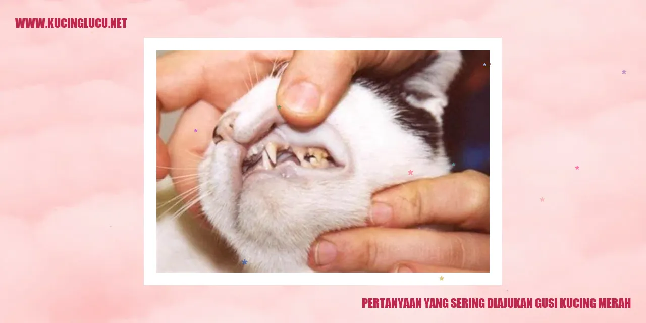 Gusi Kucing Merah