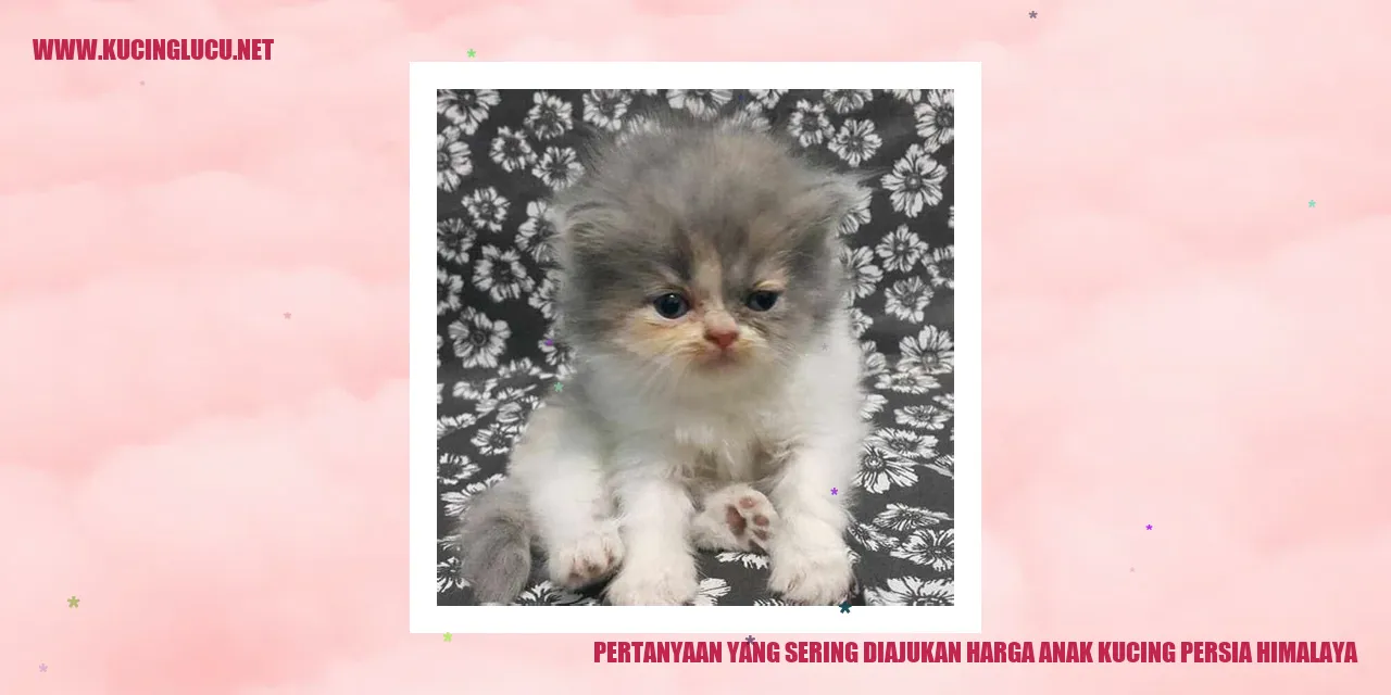 Gambar Anak Kucing Persia Himalaya