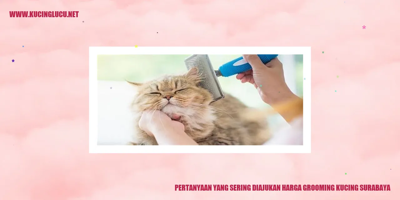Pertanyaan yang Sering Diajukan Mengenai Tarif Grooming Kucing di Surabaya