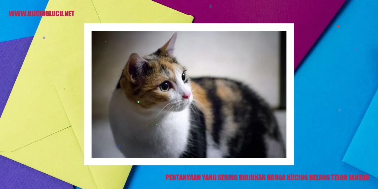 Potret menggemaskan seekor kucing belang telon jantan