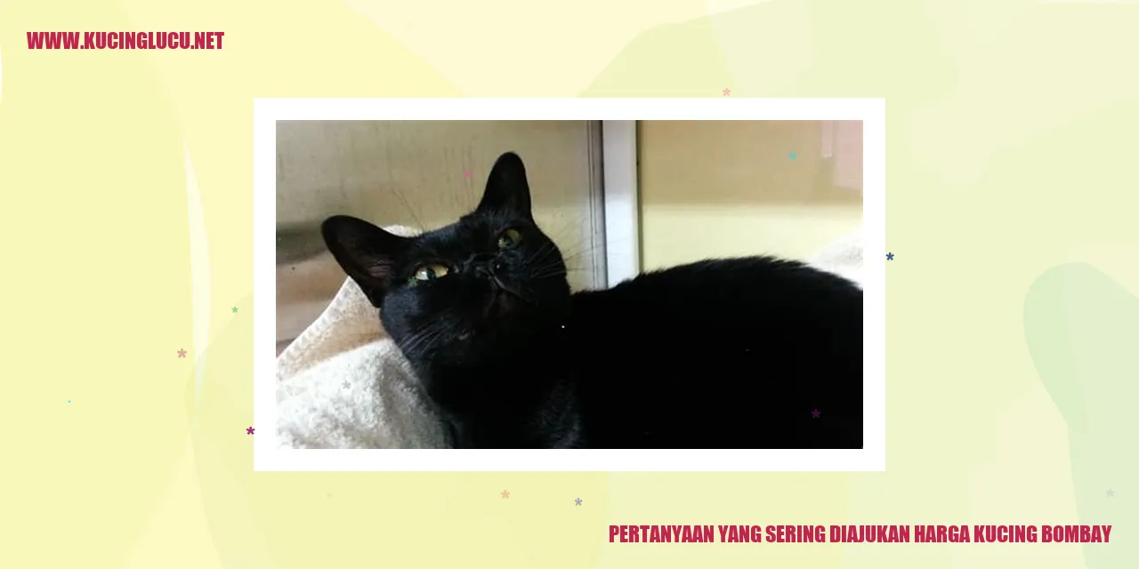 gambar kucing Bombay