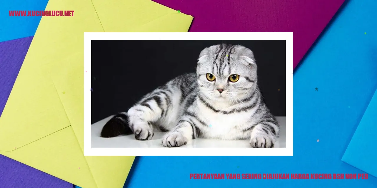 Pertanyaan yang Sering Ditanyakan tentang Harga Kucing BSH Non-Ped