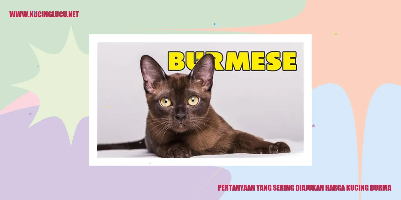 Gambar Kucing Burma