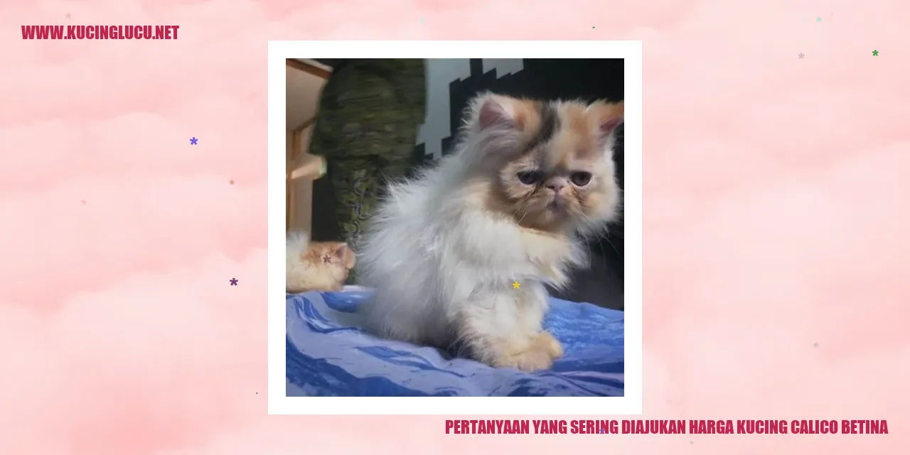 Kucing Calico Betina