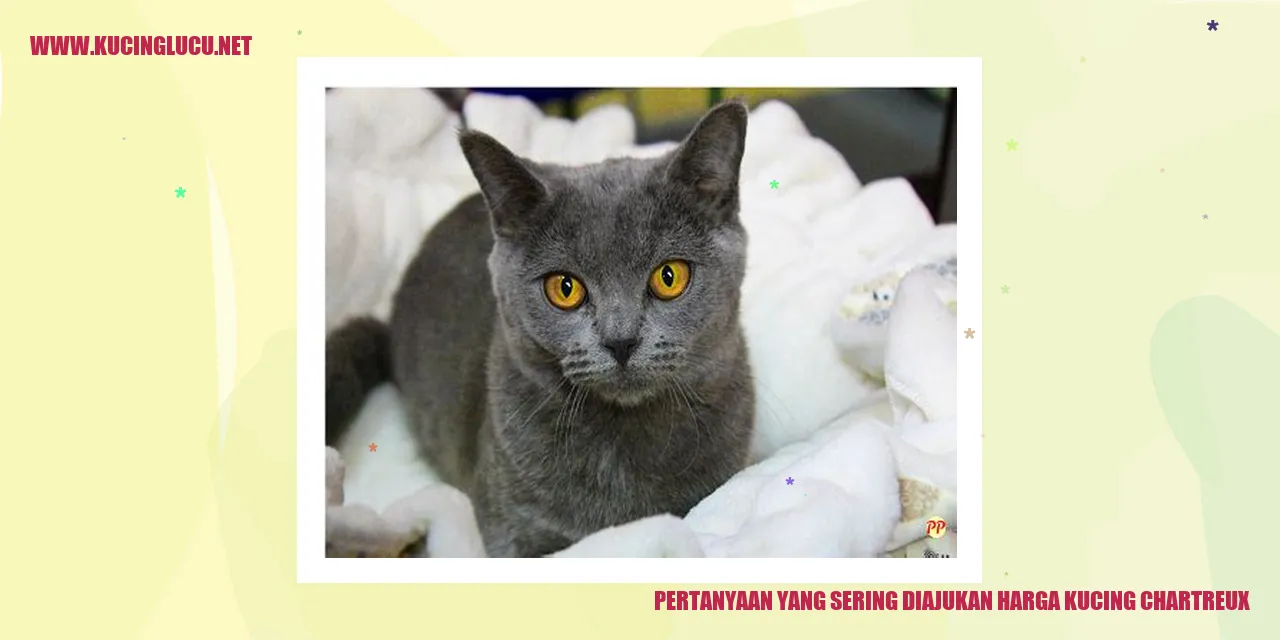 Harga Kucing Chartreux