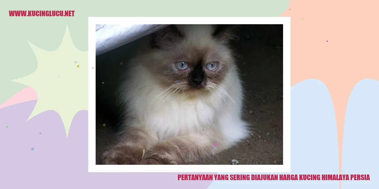Kucing Himalaya Persia