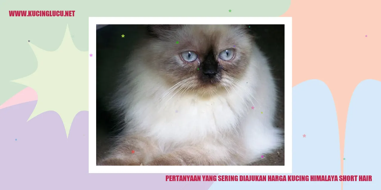 Gambar Kucing Himalaya Short Hair