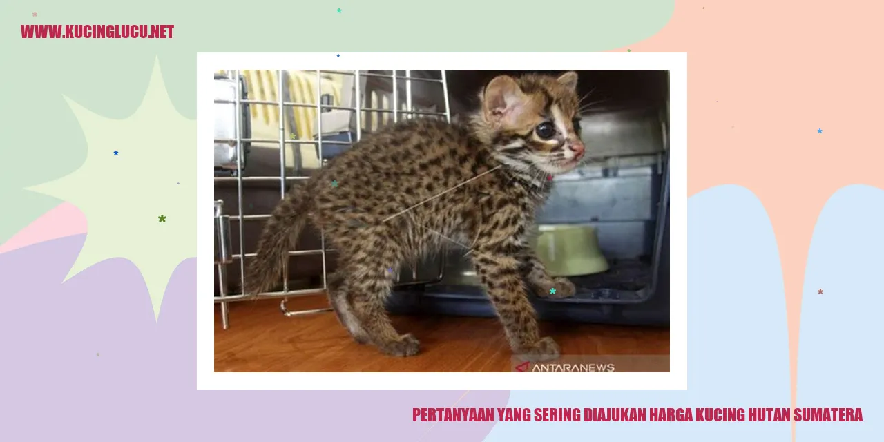 Ilustrasi Kucing Hutan Sumatera