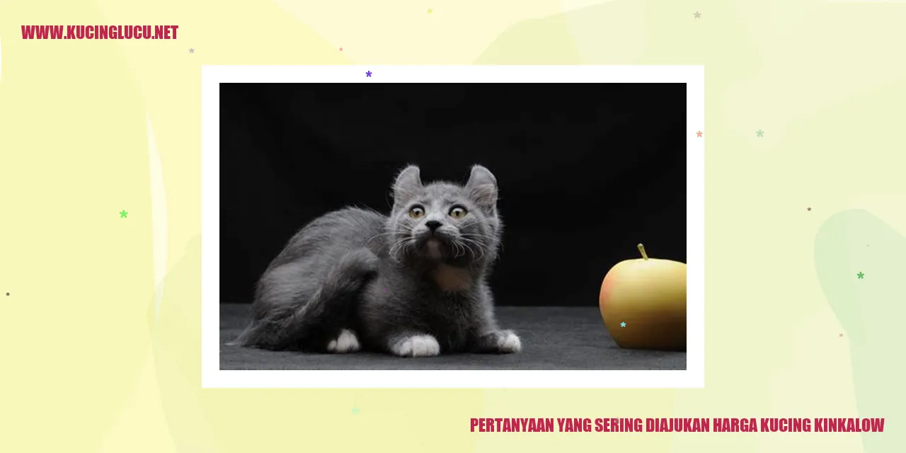 Pertanyaan yang Sering Ditanyakan Mengenai Harga Kucing Kinkalow