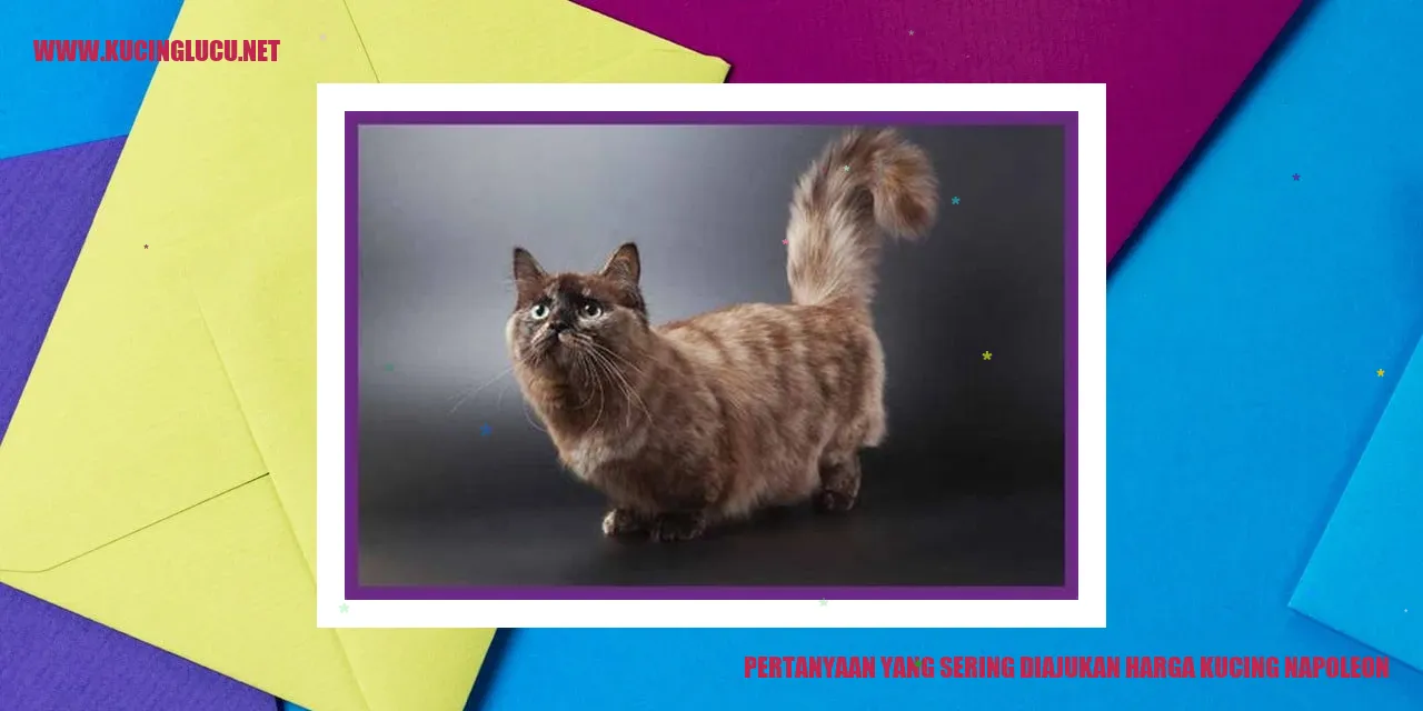 Gambar Kucing Napoleon