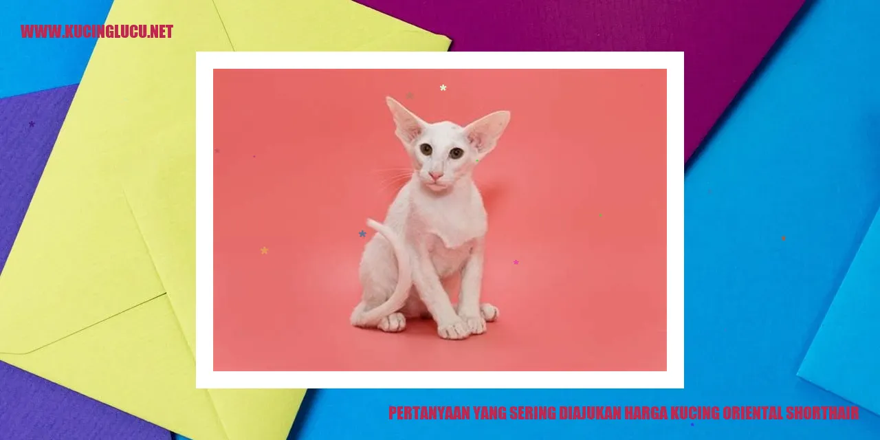 Gambar Kucing Oriental Shorthair