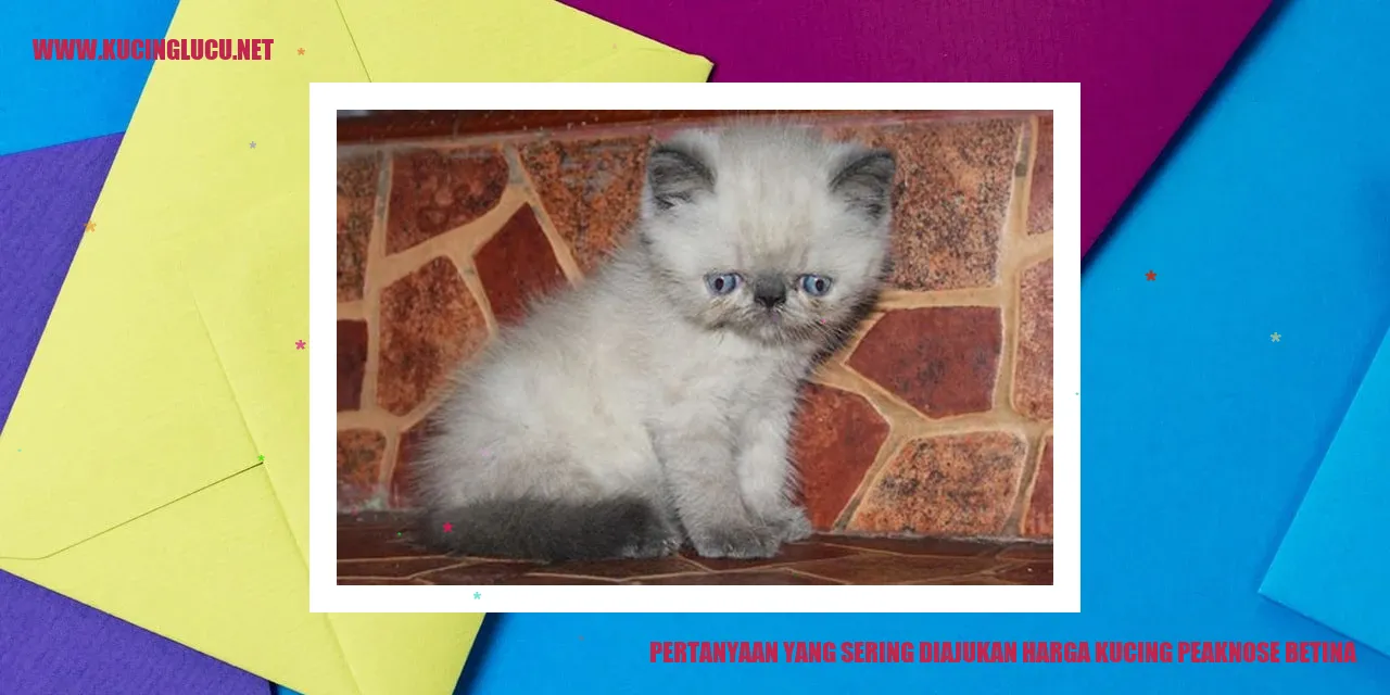 Kucing peaknose betina