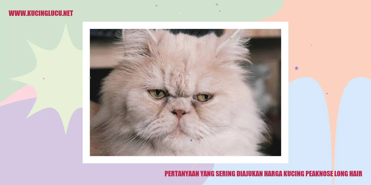 Gambar Kucing Peaknose Long Hair