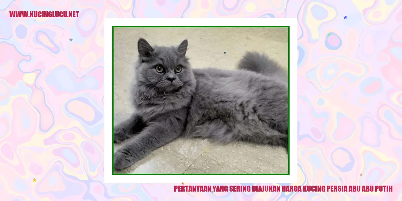 Gambar kucing persia abu-abu putih