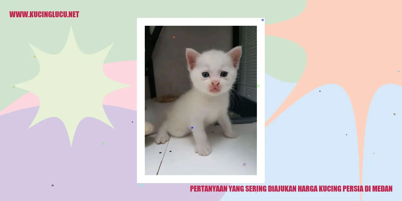 Kucing Persia di Medan