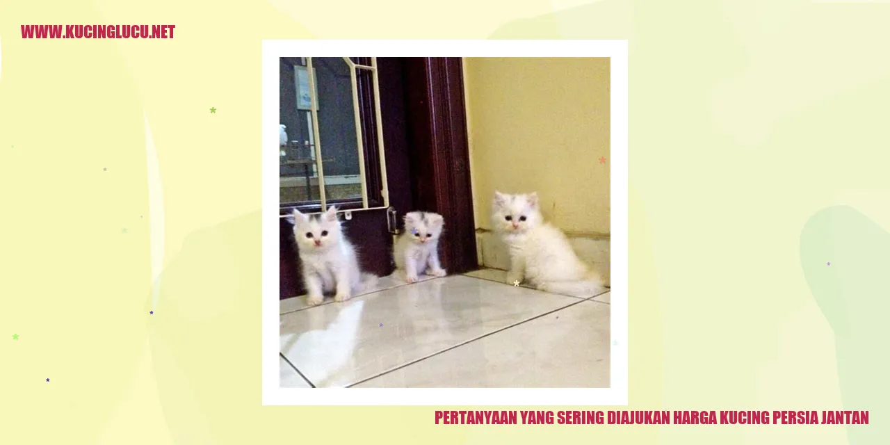 Gambar Kucing Persia Jantan