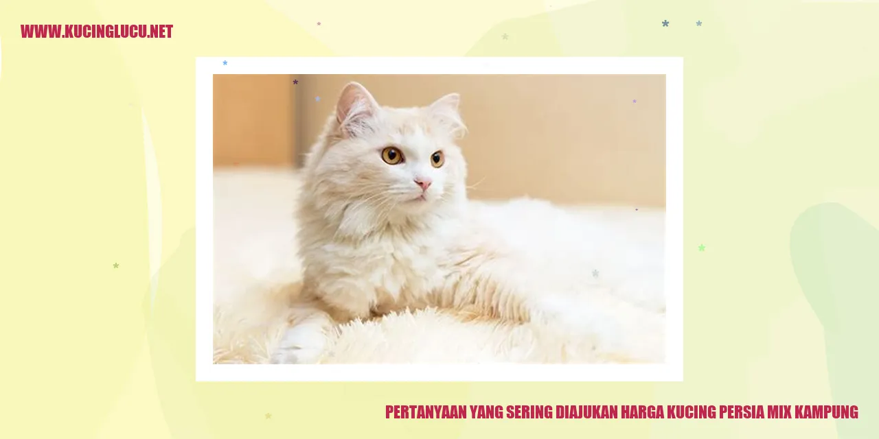 kucing persia mix kampung