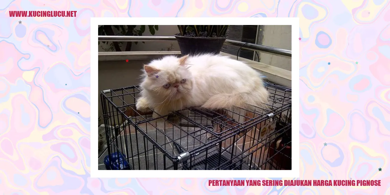 gambar kucing pignose