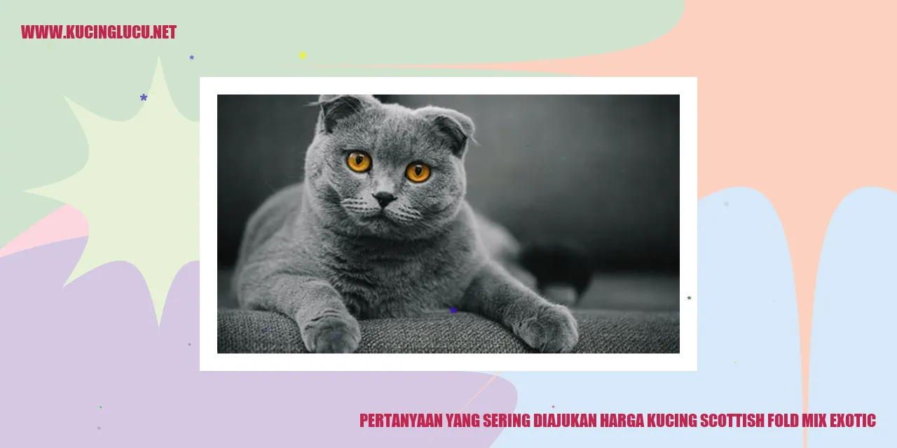 Kucing Scottish Fold Mix Exotic