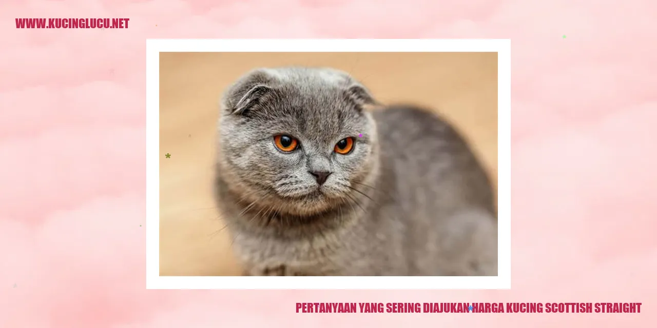 Pertanyaan yang Sering Diajukan harga kucing scottish straight