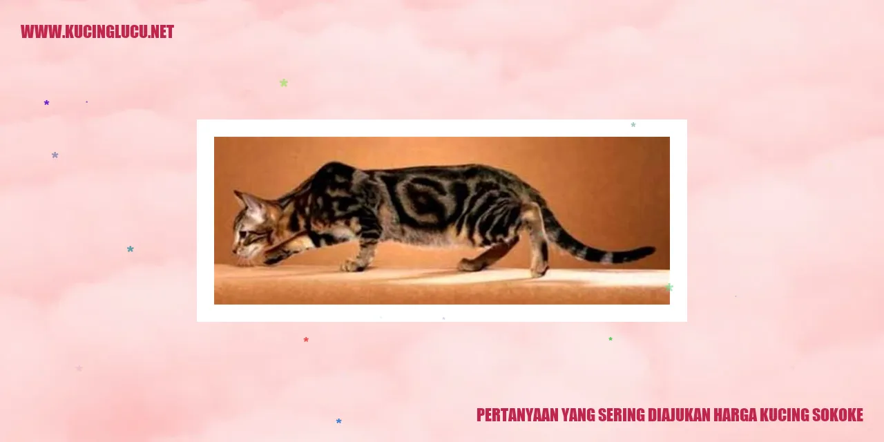 Pertanyaan yang Sering Diajukan harga kucing sokoke